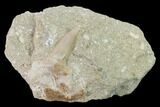 Otodus Shark Tooth Fossil in Rock - Eocene #135854-1